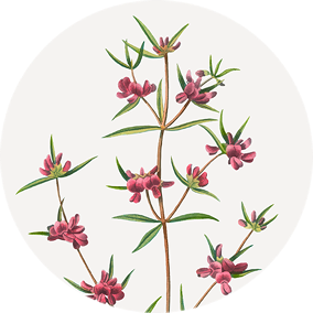 Canadian Willowherb™ 5C