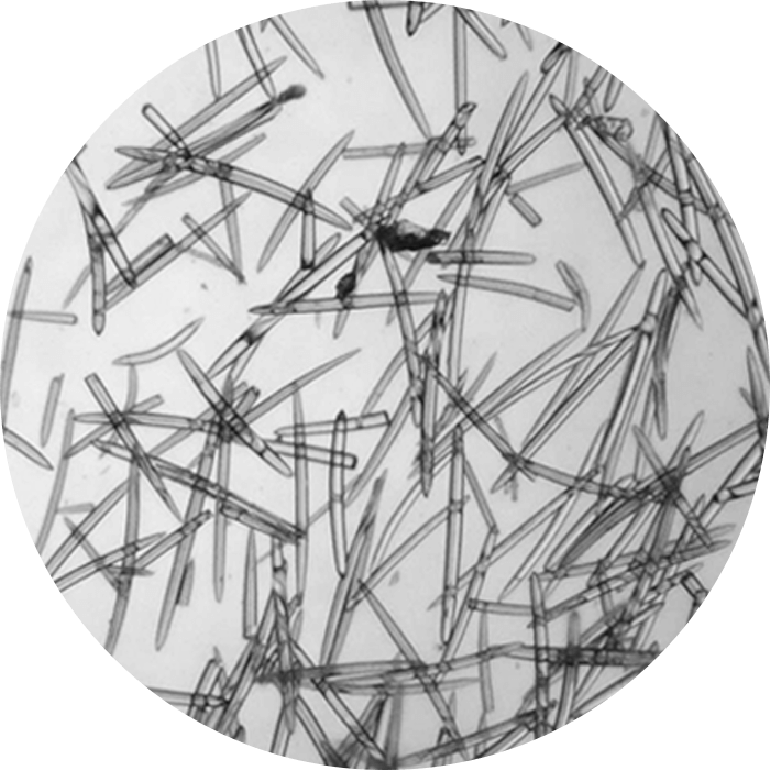 Micro Spikes